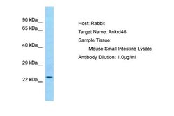 ANKRD46 Rabbit anti-Mouse, Polyclonal, Novus Biologicals 0.1ml; Unconjugated:Antibodies,